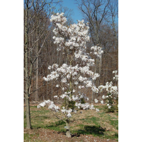 Magnolia stellata - Star Magnolia 