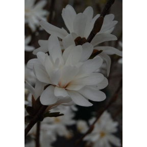Magnolia stellata 'Centennial'  - Centennial Star Magnolia