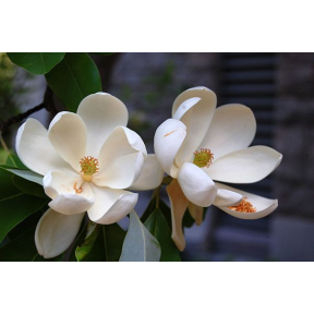 Magnolia virginiana - Sweetbay Magnolia 