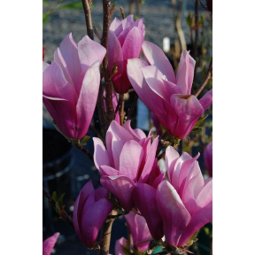 Magnolia x 'Ann'  - Ann Magnolia 