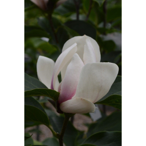 Magnolia x 'Brozzonii' - Brozzonii Hybrid Magnolia 
