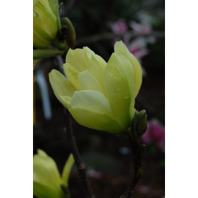 Magnolia x 'Butterflies' - Butterflies Magnolia 