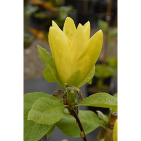 Magnolia x 'Daphne'  - Daphne Magnolia 