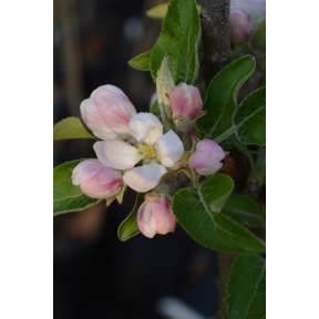 Malus x 'Scarlet Sentinel' - Scarlet Sentinel Hybrid Apple