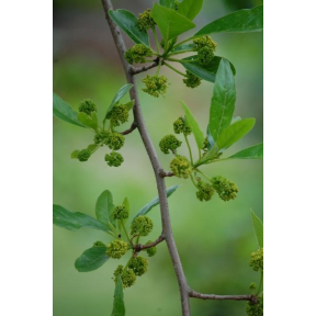 Nyssa sylvatica - Black Tupelo, Black Gum  
