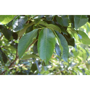 Nyssa sylvatica 'Big Momma'  - Big Momma Black Tupelo