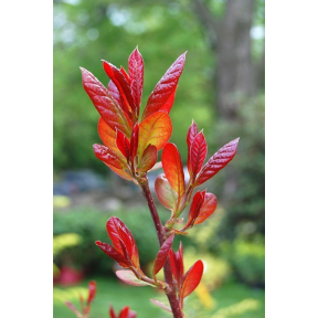 Nyssa sylvatica 'Wildfire'  - Wildfire Black Tupelo