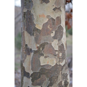 Parrotia persica  - Persian Parrotia 