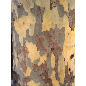 Platanus x acerifolia  - London Planetree 