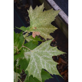 Platanus x acerifolia 'Suttneri'  - Suttneri London Planetree 