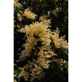 Poliothyrsis sinensis  - Poliothyrsis