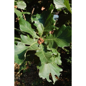 Quercus dentata  - Japanese Emperor Oak 