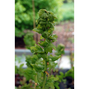 Quercus robur 'Cristata'   - Cristata English Oak