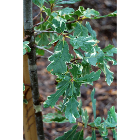 Quercus robur 'Variegata'  - Variegated English Oak