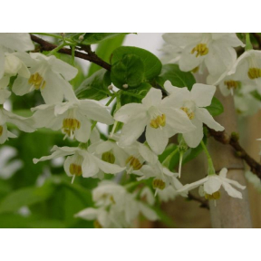 Sinojackia xylocarpa  - Jack Tree