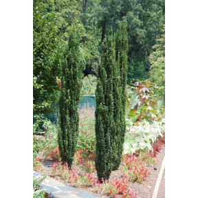 Ilex crenata 'Sky Pencil' - Sky Pencil Japanese Holly