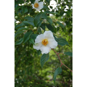 Stewartia pseudocamellia 'Ballet' - Ballet Japanese Stewartia