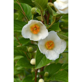 Stewartia pseudocamellia var koreana 'Korean Splendor' - Korean Splendor Korean Stewartia