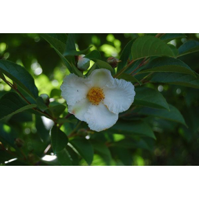 Stewartia pseudocamellia 'Milk and Honey' - Milk and Honey Japanese Stewartia