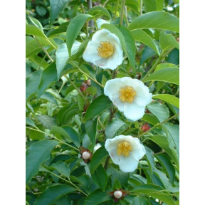 Stewartia rostrata  - Beaked Stewartia