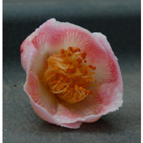 Stewartia rostrata 'Pink Satin'   - Pink Satin Beaked Stewartia