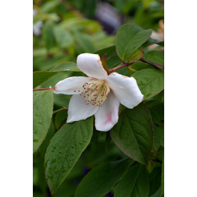 Stewartia rostrata 'Sunrise' - Sunrise Beaked Stewartia