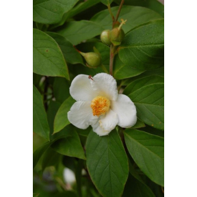 Stewartia x henryae 'Skyrocket' - Skyrocket Hybrid Stewartia