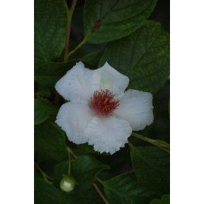 Stewartia x 'Scarlet Sentinel'  - Scarlet Sentinel Stewartia 