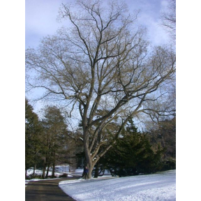 Styphnolobium japonica (Sophora japonica)  - Japanese Scholar Tree 