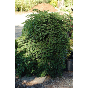 Styrax japonicus 'Fragrant Fountain' PP 19664   - Fragrant Fountain Japanese Snowbell