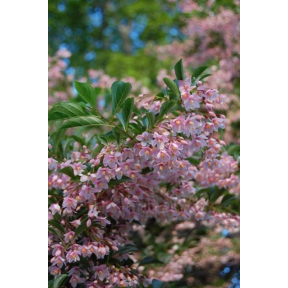 Styrax japonicus 'Pink Chimes' ('Benibana') - Pink Chimes Japanese Snowbell 
