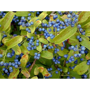 Symplocos paniculata  - Sapphire Berry 