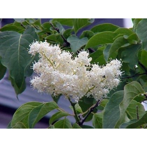 Syringa reticulata  - Japanese Tree Lilac