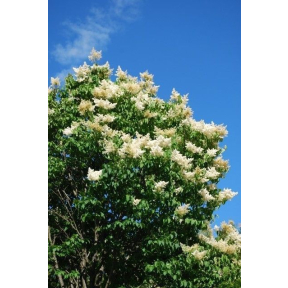 Syringa reticulata 'Ivory Silk'   - Ivory Silk Japanese Tree Lilac