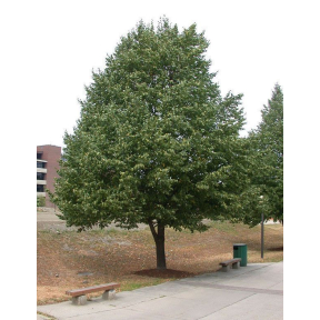 Tilia cordata  - Littleleaf Linden 