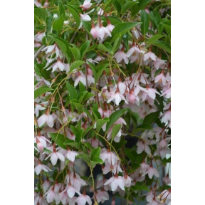Styrax japonicus 'JL Weeping’ - JL Weeping Japanese Snowbell