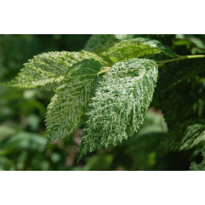 Ulmus minor 'Variegata' - Variegated Smoothleaf Elm
