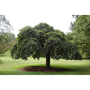 Ulmus glabra 'Camperdownii'   - Camperdown Elm