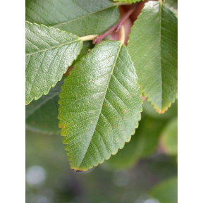 Ulmus parvifolia  - Lacebark Elm 