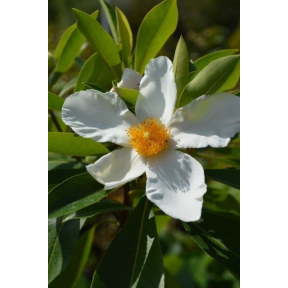 X Gordlinia grandiflora  - Gordlinia