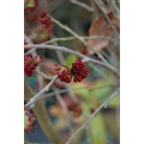 X Sycoparrotia semidecidua - Sycoparrotia