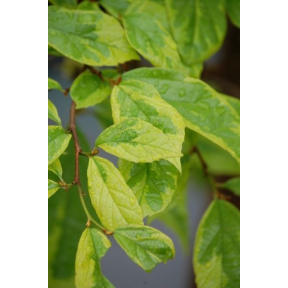 X Sycoparrotia semidecidua 'Variegata' - Variegated Sycoparrotia
