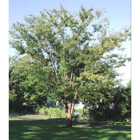 Zelkova serrata  - Japanese Zelkova 