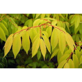 Zelkova serrata 'Bright Park' (‘Ogon’) - Bright Park Japanese Zelkova 