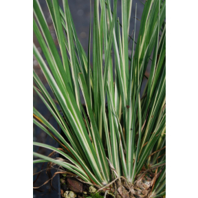 Acorus gramineus 'Masamune' - Masamune Sweet Flag