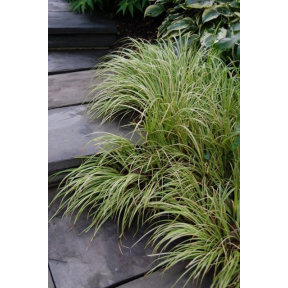 Acorus gramineus 'Oborozuki' - Oborozuki Sweet Flag