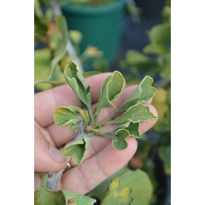 Ginkgo biloba 'Stanley Cup' - Stanley Cup Ginkgo