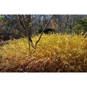 Hakonechloa macra - Hakone Grass