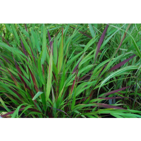 Hakonechloa macra 'Beni Kaze' - Beni Kaze Hakone Grass