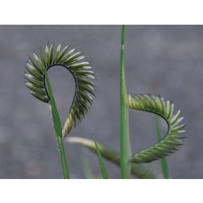Harpochloa falx 'Compact Black' - Caterpillar Grass